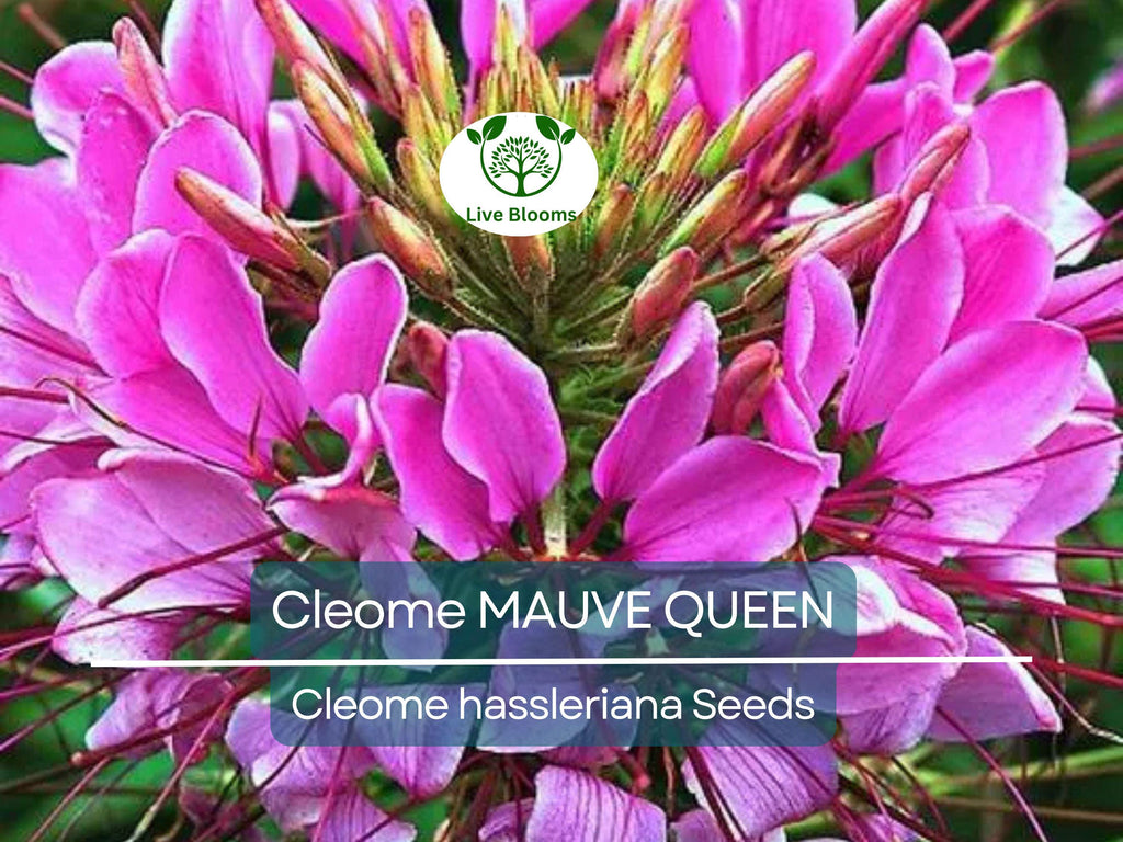 200 Seeds Cleome MAUVE QUEEN Spider Plant, Non-GMO, Fall Planting, Pollinator-Friendly, Cleome hassleriana, Vibrant Flowers