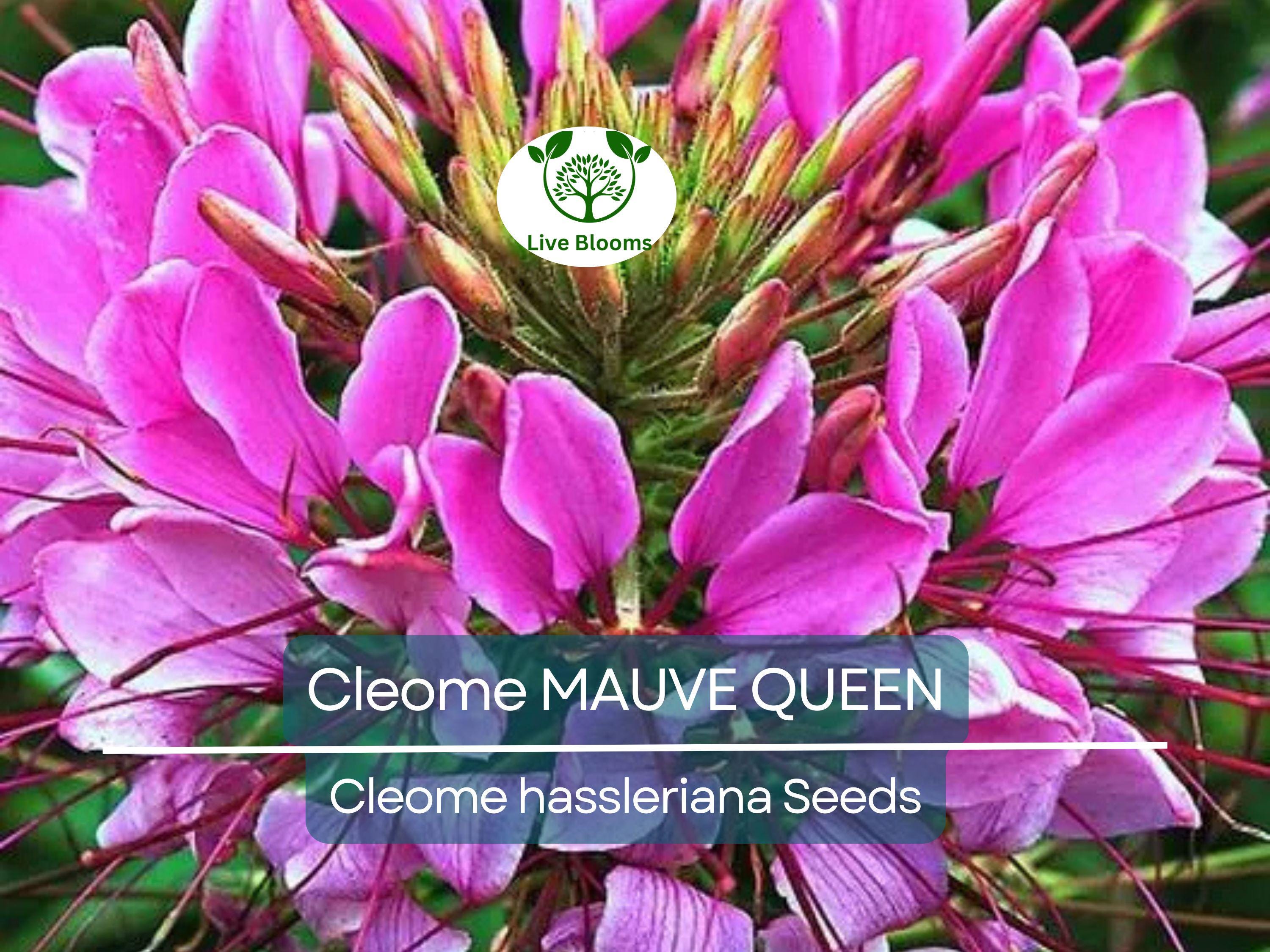 200 Seeds Cleome MAUVE QUEEN Spider Plant, Non-GMO, Fall Planting, Pollinator-Friendly, Cleome hassleriana, Vibrant Flowers