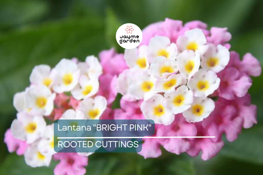 Lantana "Bright Pink" Live Rooted Starter Plug Flower Plant 1"-4" tall Vibrant Blooms, Low Maintenance, Full Sun