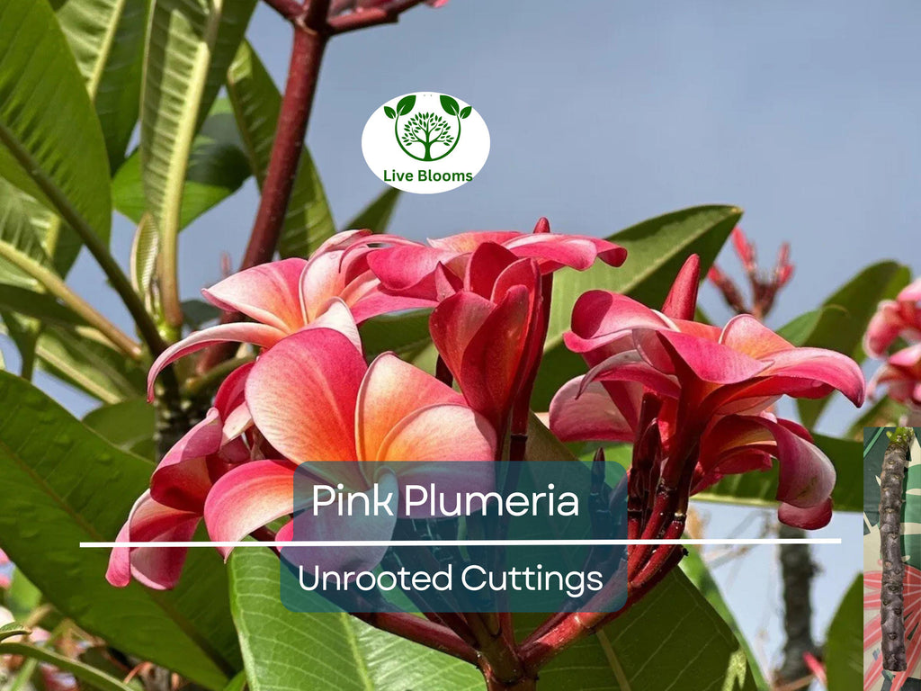 1 Pink Plumeria Cutting - Unrooted, 10" Frangipani, Tropical Flower Starter, Plumeria Rubra, Fresh Single Head Cutting, Rare Exotic Garden