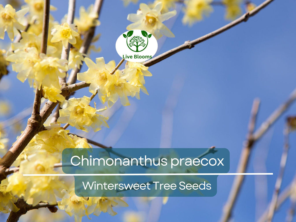 10 Seeds Chimonanthus Praecox Wintersweet Tree – Fragrant Winter Blooming Ornamental Plant for Planting and Landscaping