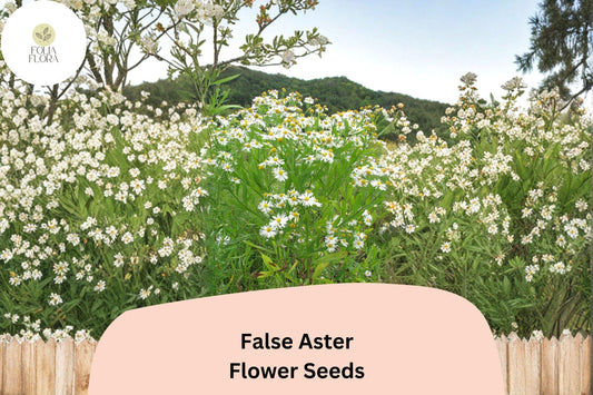 500 False Aster Seeds | Boltonia asteroides | Native White Wildflower