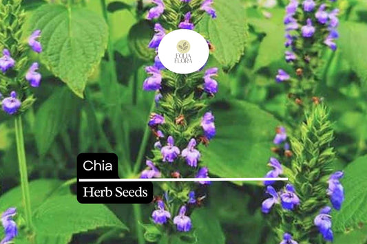 500 Chia Herb Seeds – Salvia hispanica – Heirloom, Fast-Growing, Perfect for Sprouting & Pollinator Gardens