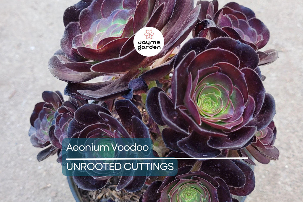 Aeonium ‘Voodoo’ Cutting | Rare Succulent with Deep Purple Rosettes | Easy to Grow