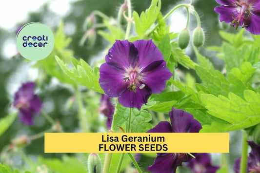 25+ Lisa Geranium Seeds – Bright Pink Compact Blooms for Garden Planting, Ideal for Borders, Beds & Containers – USA