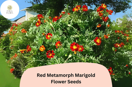 25+ Red Metamorph Marigold Seeds | Tagetes patula | Unique Bicolor Marigold Flowers | Easy Annual Garden Planting Seeds