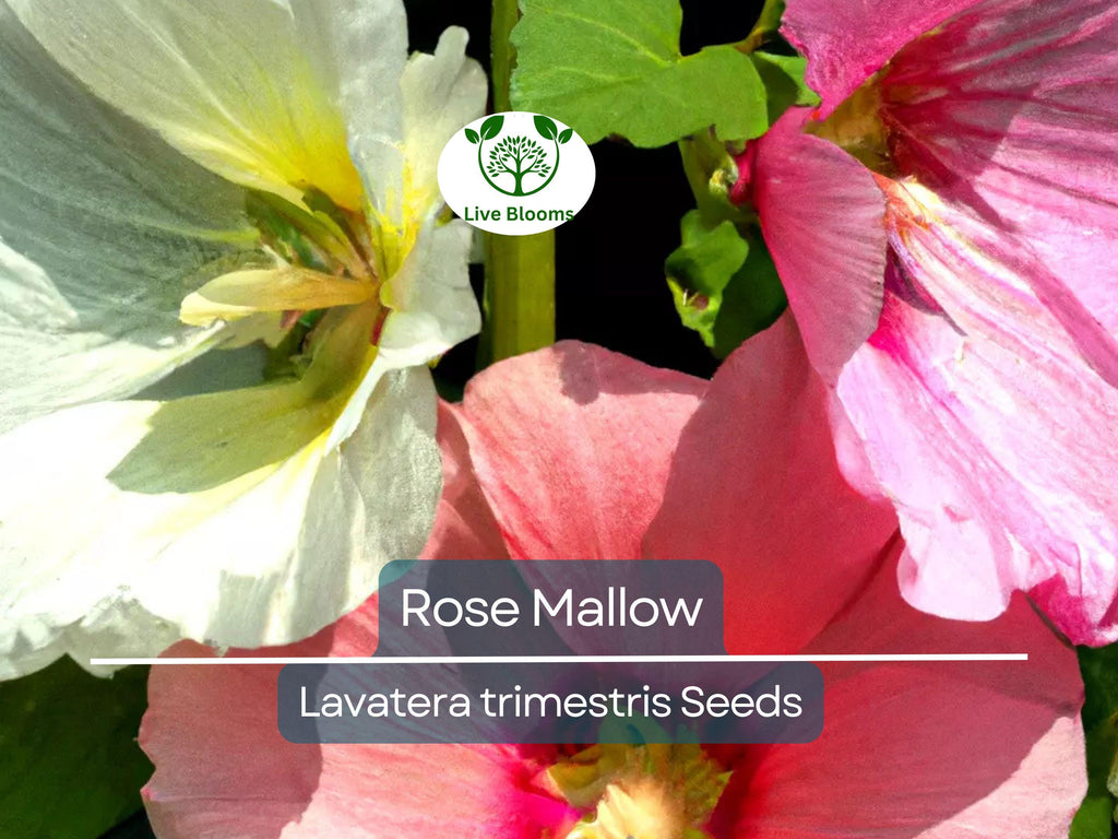 500 Rose Mallow Seed Mixed Colors - Lavatera trimestris, Bulk Flower Seeds, Vibrant Garden Blooms, Annual, Easy-to-Grow, Pollinator-Friendly