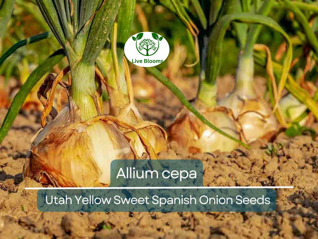 250 mg Seeds Onion Utah Yellow Sweet Spanish – Allium cepa | Heirloom Sweet Onion Seeds for Planting, Gardening & Cooking