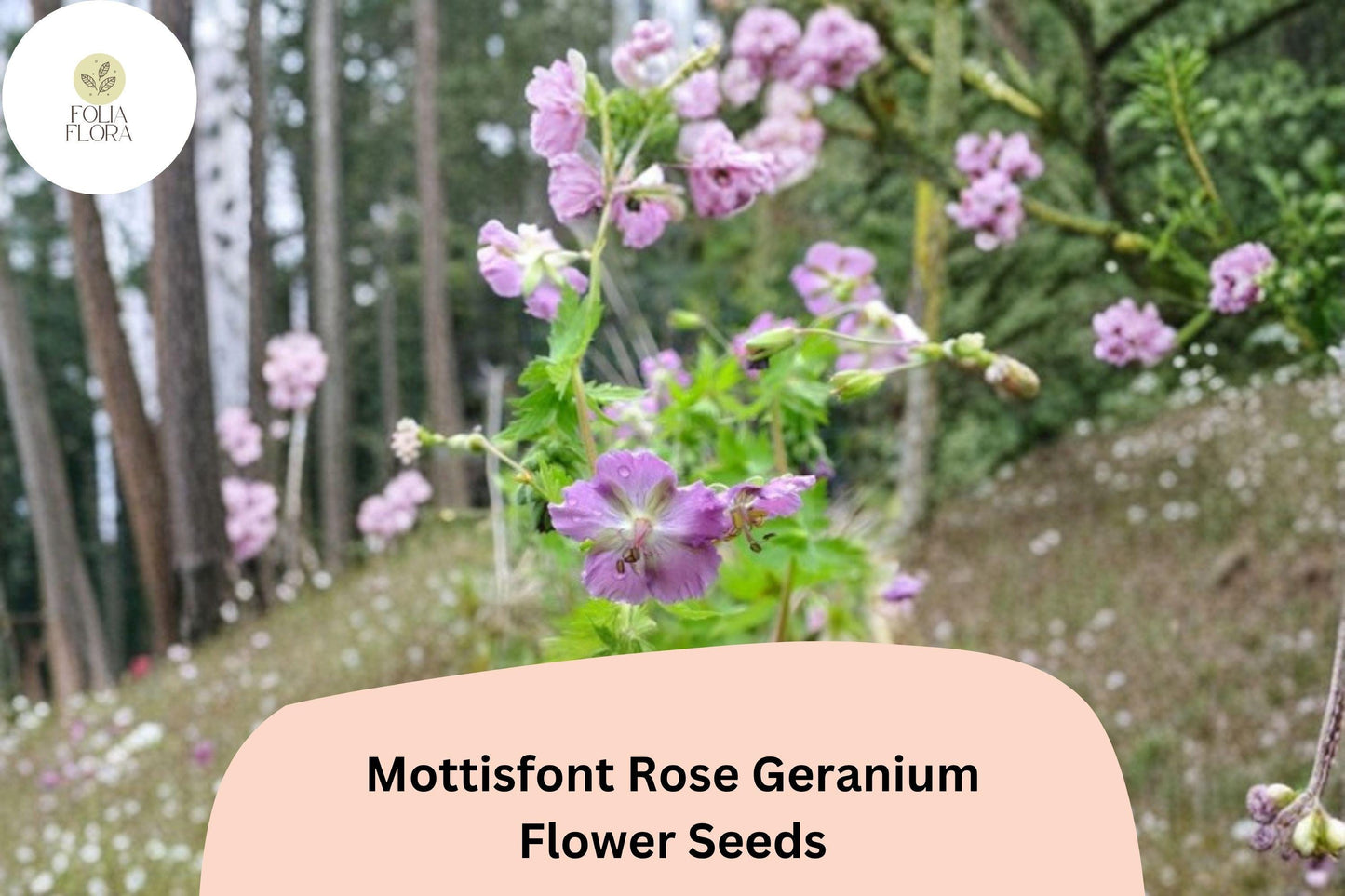 25+ Mottisfont Rose Geranium Seeds | Hardy Perennial | Pink Geranium Blooms for Garden Borders & Pollinator Gardens