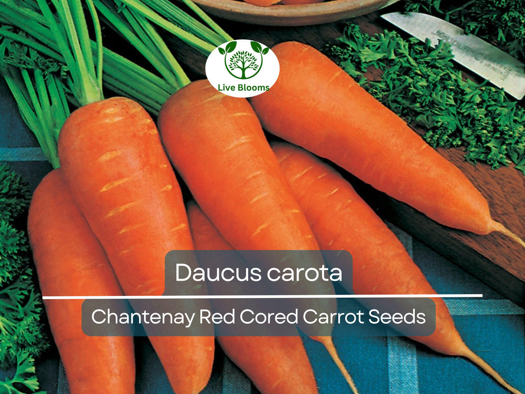 800 Seeds Chantenay Red Cored Carrot - Daucus carota | Heirloom Carrot for Planting, Gardening & Sweet, Crisp Root Harvest