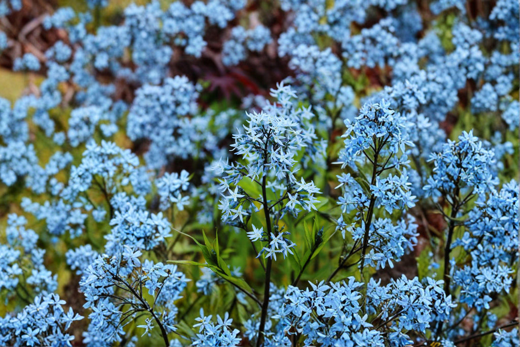 Ozark Bluestar – Amsonia illustris Seeds | 10 Seeds | Native Blue Flower Perennial | Pollinator-Friendly Garden Plant