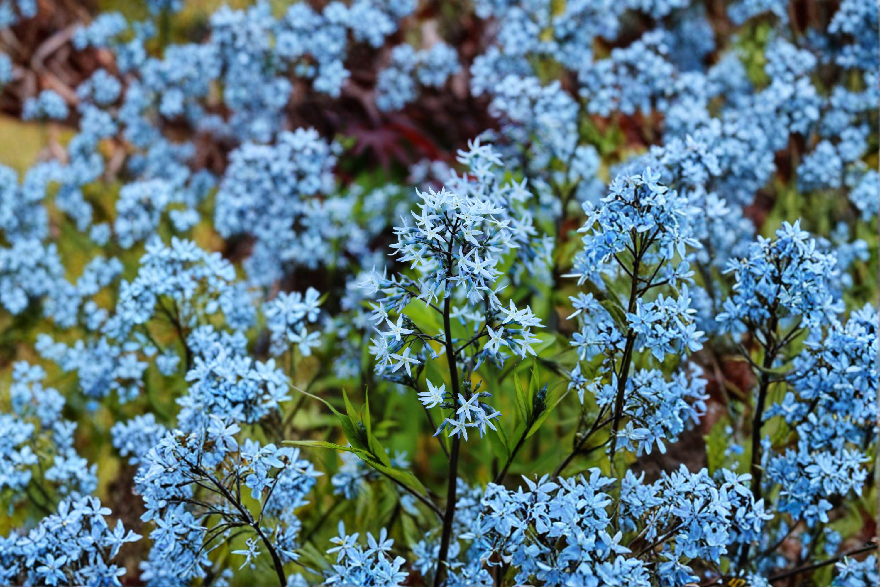 Ozark Bluestar – Amsonia illustris Seeds | 10 Seeds | Native Blue Flower Perennial | Pollinator-Friendly Garden Plant