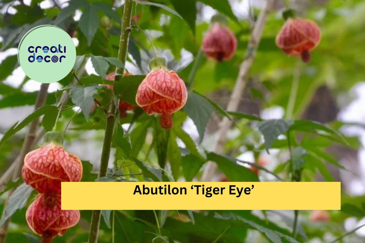 Abutilon ‘Tiger Eye’ | Flowering Maple Live Rooted Starter Plant | Ornamental Shrub with Striking Lantern Blooms