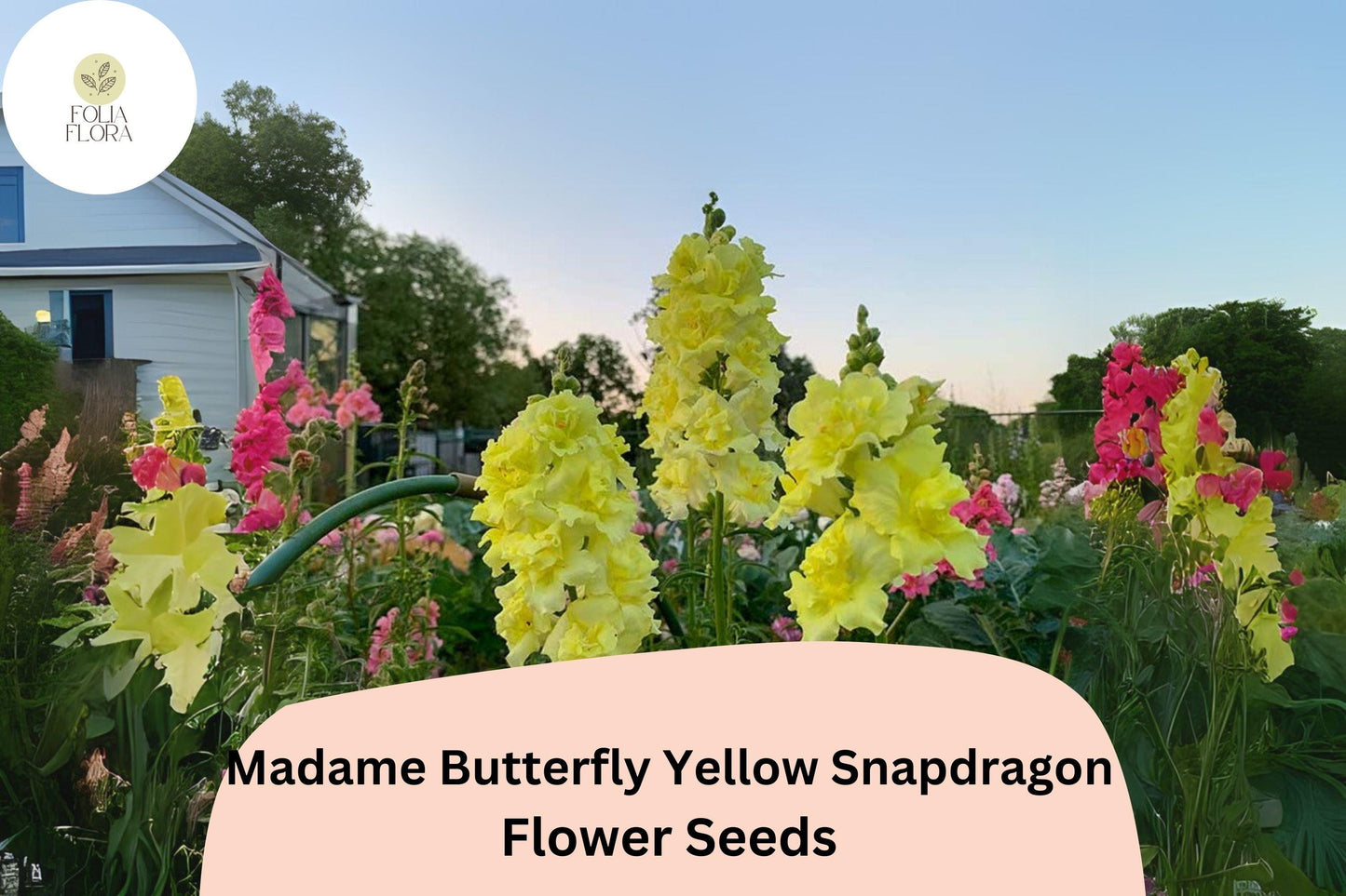 Antirrhinum majus Madame Butterfly Yellow Snapdragon Seeds – 1000+ Ruffled Blooms for Garden & Cut Flowers
