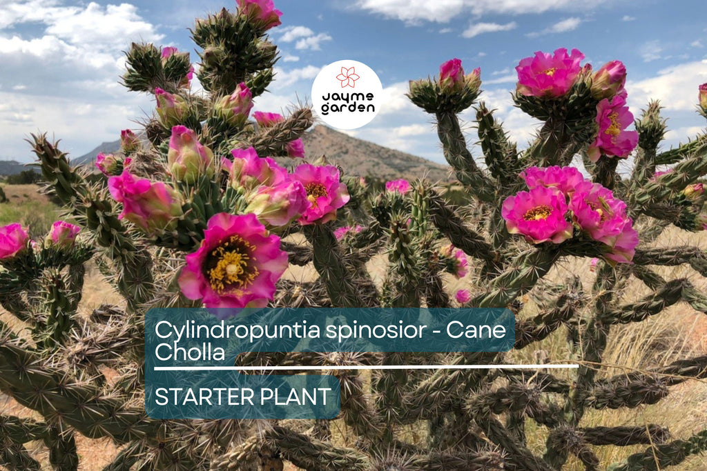 Cylindropuntia spinosior | Cane Cholla Rooted Cutting | Hardy Cactus for Xeriscapes & Desert Gardens