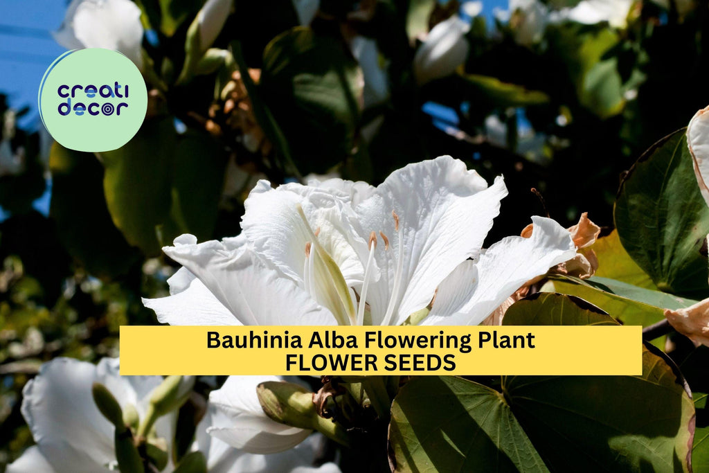 3pcs of 10seeds Bauhinia Alba Seeds – White Orchid Tree Seeds for Planting – Tropical Flowering Tree for Garden Seeds for Planting