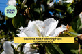 3pcs of 10seeds Bauhinia Alba Seeds – White Orchid Tree Seeds for Planting – Tropical Flowering Tree for Garden Seeds for Planting
