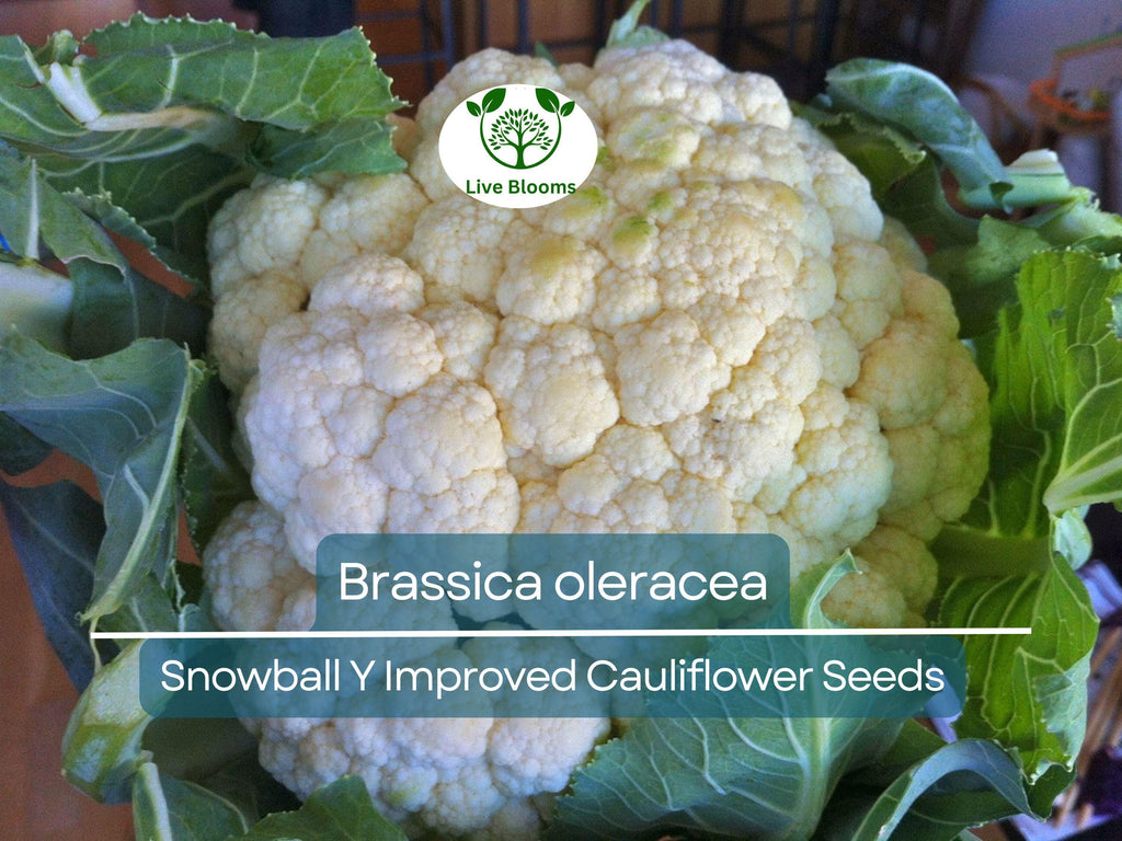 100 Seeds Cauliflower Snowball Y Improved - Brassica oleracea | Heirloom Cauliflower for Planting, Gardening & Crisp, White Harvests