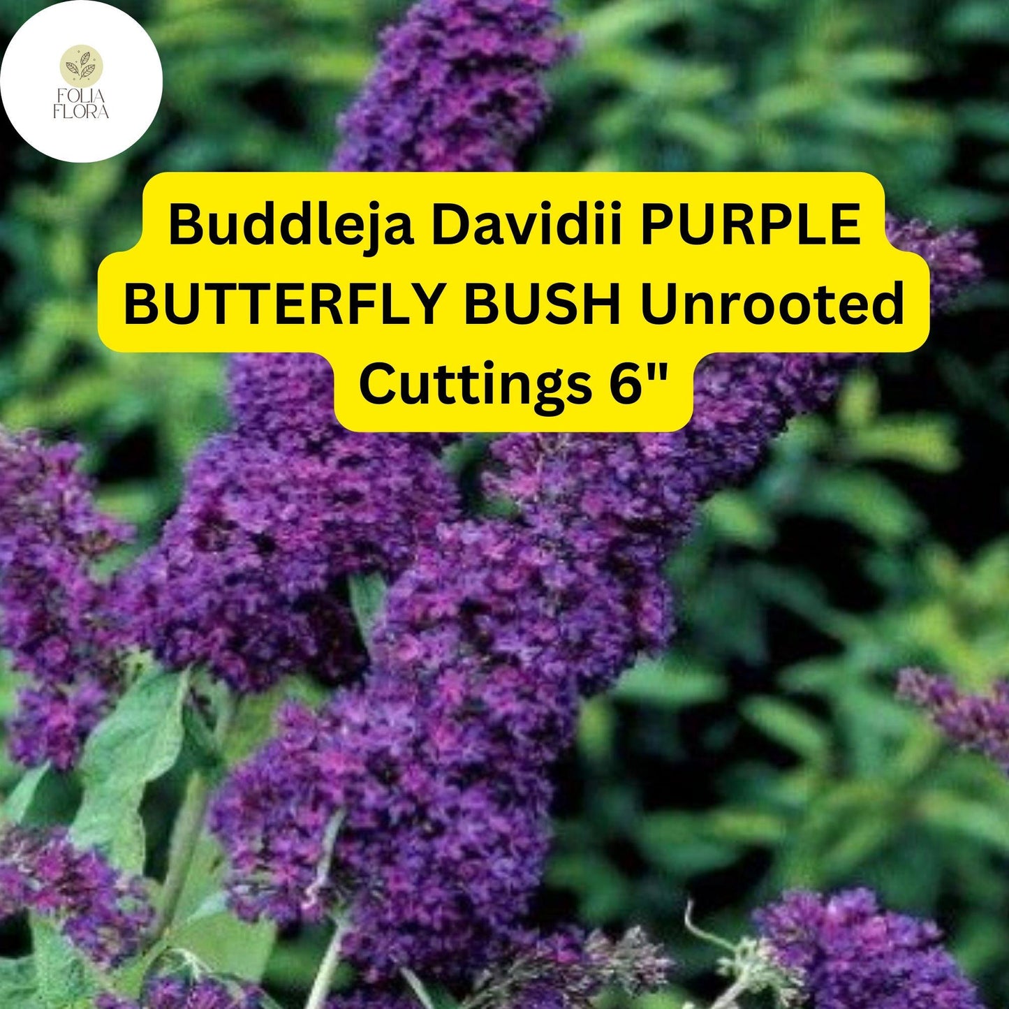 Buddleja Davidii | Purple Butterfly Bush | 7 Live 6” Unrooted Cuttings | Fast-Growing, Fragrant, Pollinator-Friendly Shrub