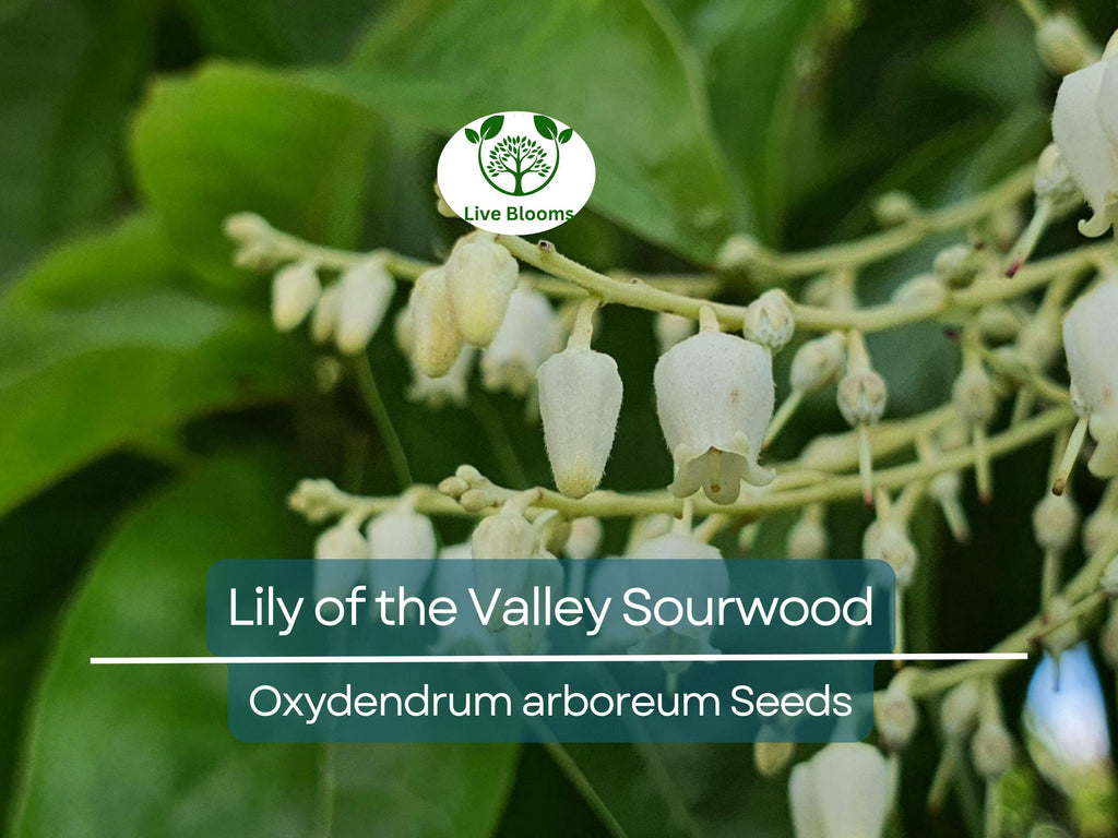 100 Lily of the Valley Sourwood Seeds (Oxydendrum arboreum), Honey Bee Tree, Fragrant White Flowers, Native Tree, Wildlife Friendly