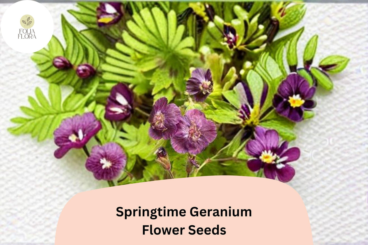 25+ Springtime Geranium Seeds | Hardy Perennial Cranesbill | Colorful Garden Flowers for Borders, Beds & Pollinator Gardens
