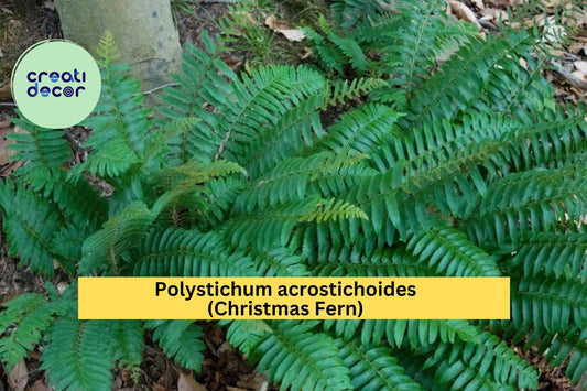 Christmas Fern Bare Root Plants – 5 Live Roots Polystichum acrostichoides, Hardy Perennial Shade Fern for Woodland Garden