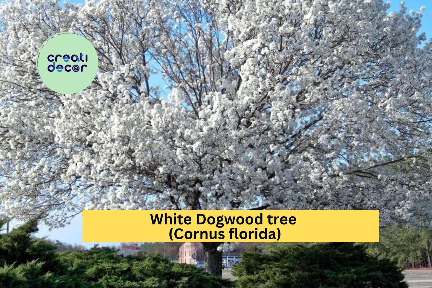 White Dogwood Tree | Cornus florida Live Bare Root Starter | 12–24 Inch Ornamental Flowering Tree for Garden or Landscape