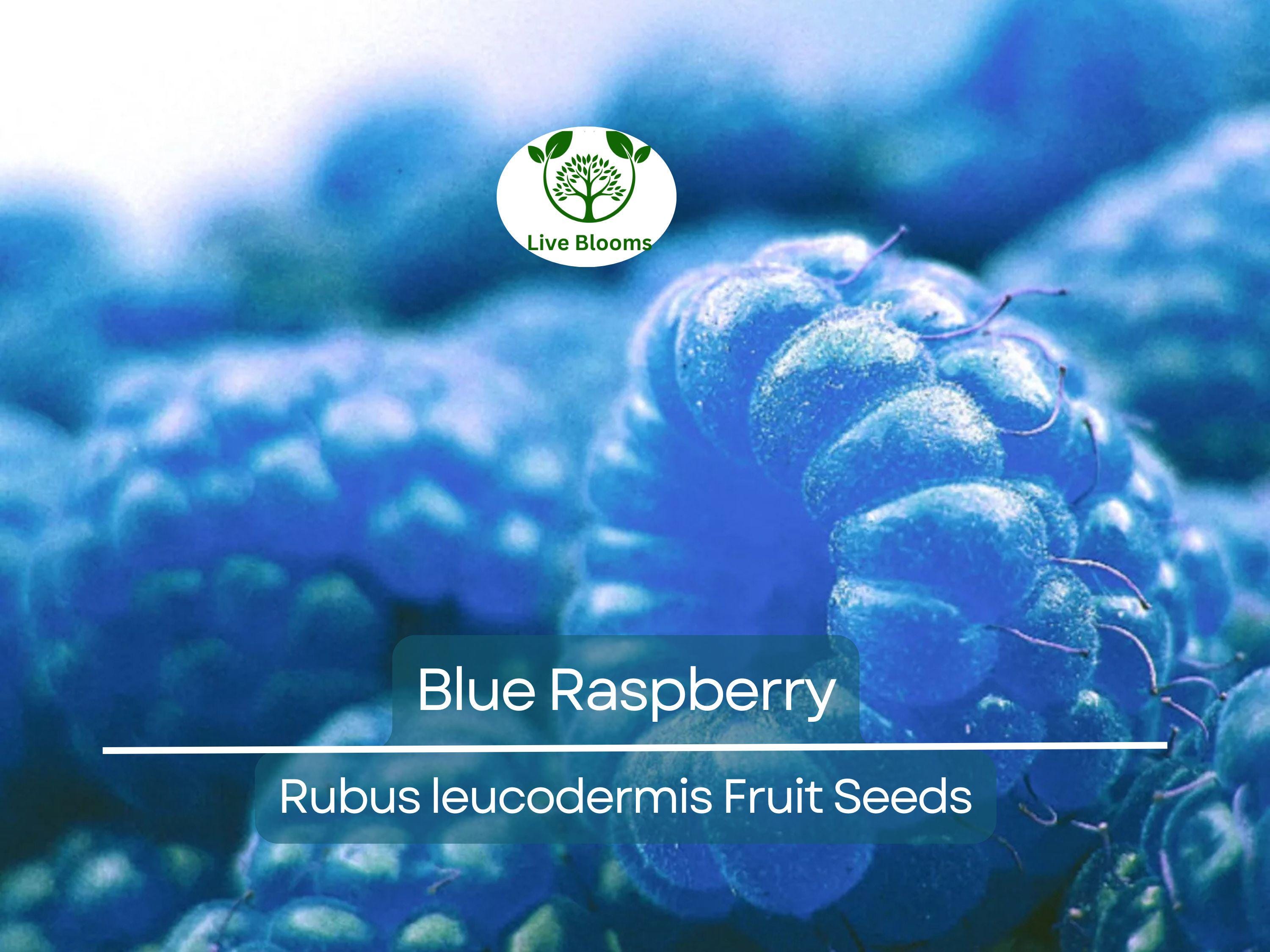 50 Blue Raspberry Bush Seeds for Sweet, Edible Berry Fruits, Delicious Blue Berries, High Yield, Easy to Grow, Organic, Perfect for Garden