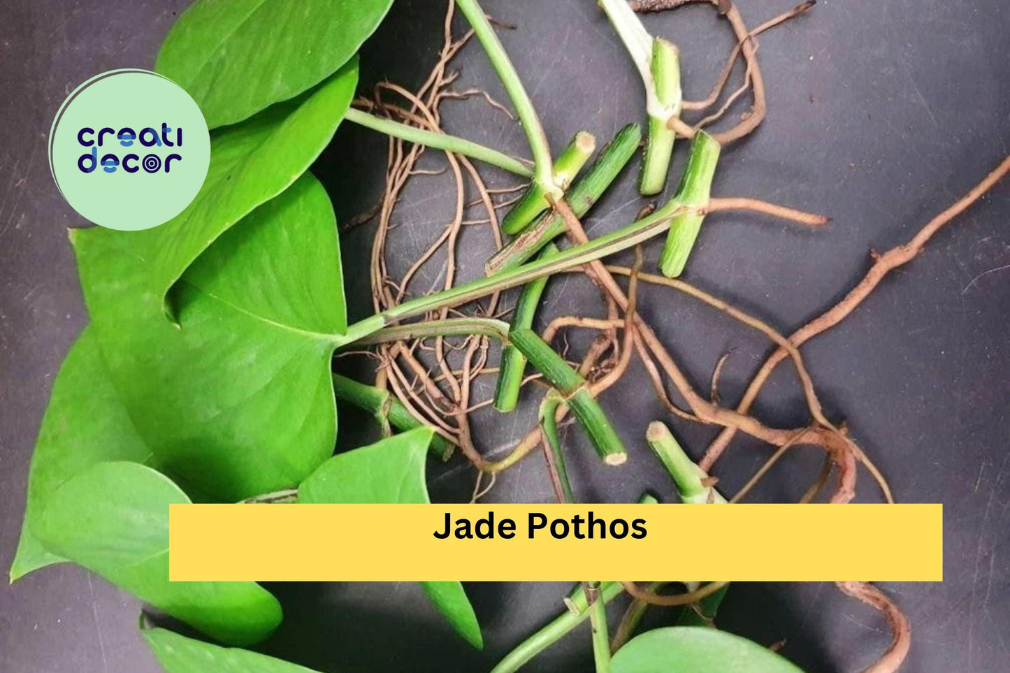 Jade Pothos Cuttings | 10 Leaf & Node Segments with Air Roots | Easy Indoor Trailing Houseplant Starter