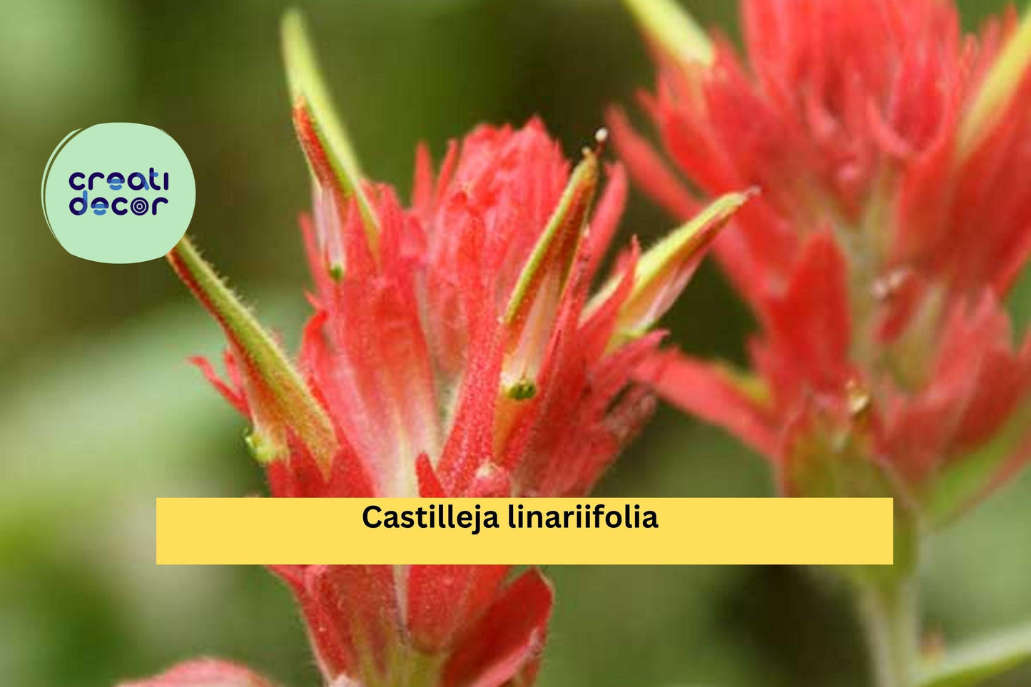 Castilleja linariifolia Seeds (300) – Wyoming Indian Paintbrush, Native Perennial Wildflower, Drought-Tolerant, Pollinator-Friendly