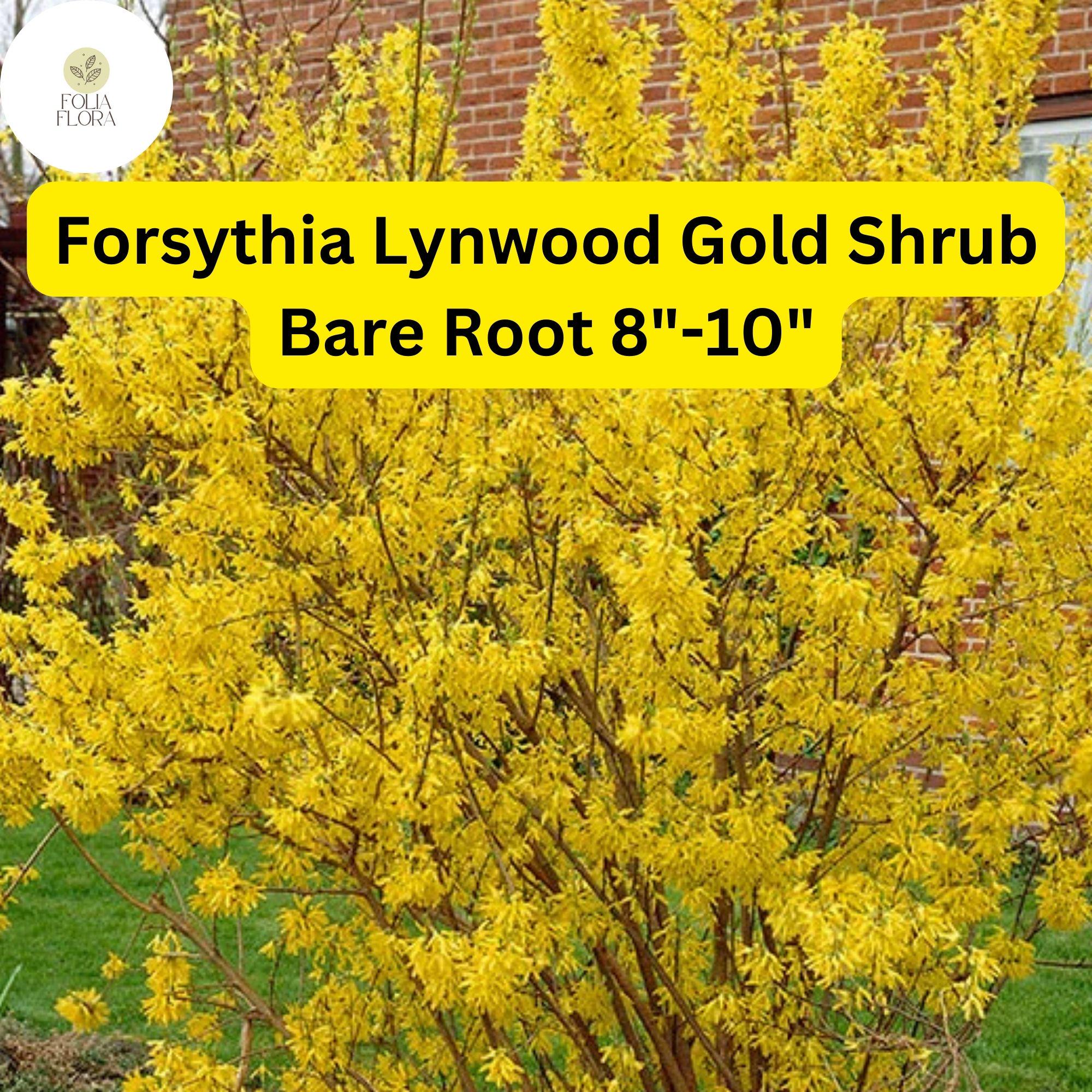 1 Forsythia x intermedia Lynwood Gold Shrub - Live Bare Root Plant 8"-10" for Zones 4-9