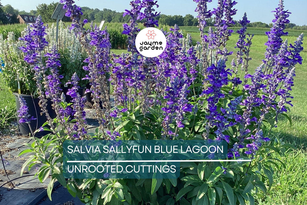 45 Salvia Sallyfun Blue Lagoon Live Plants | Vegetative Cuttings | Hardy Perennial