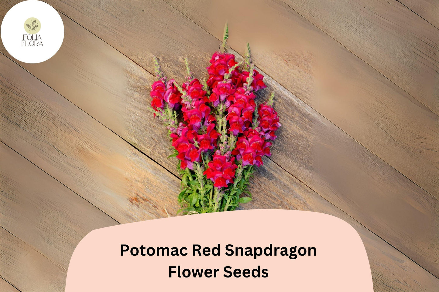 Antirrhinum majus Potomac Red Snapdragon Seeds – 1000+ Bold Red Blooms for Garden & Cut Flowers