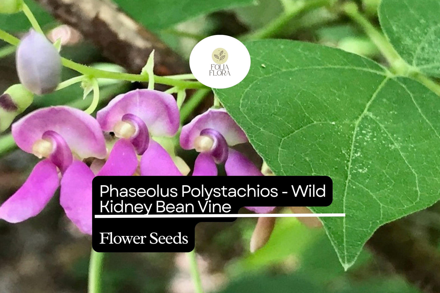 5 Seeds Phaseolus polystachios - Wild Kidney Bean Vine, Native Perennial Climber