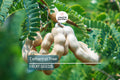 5 Tamarind Tree Seeds (Tamarindus indica) – Tropical Fruit Tree, Bonsai Potential, 80ft Mature Height