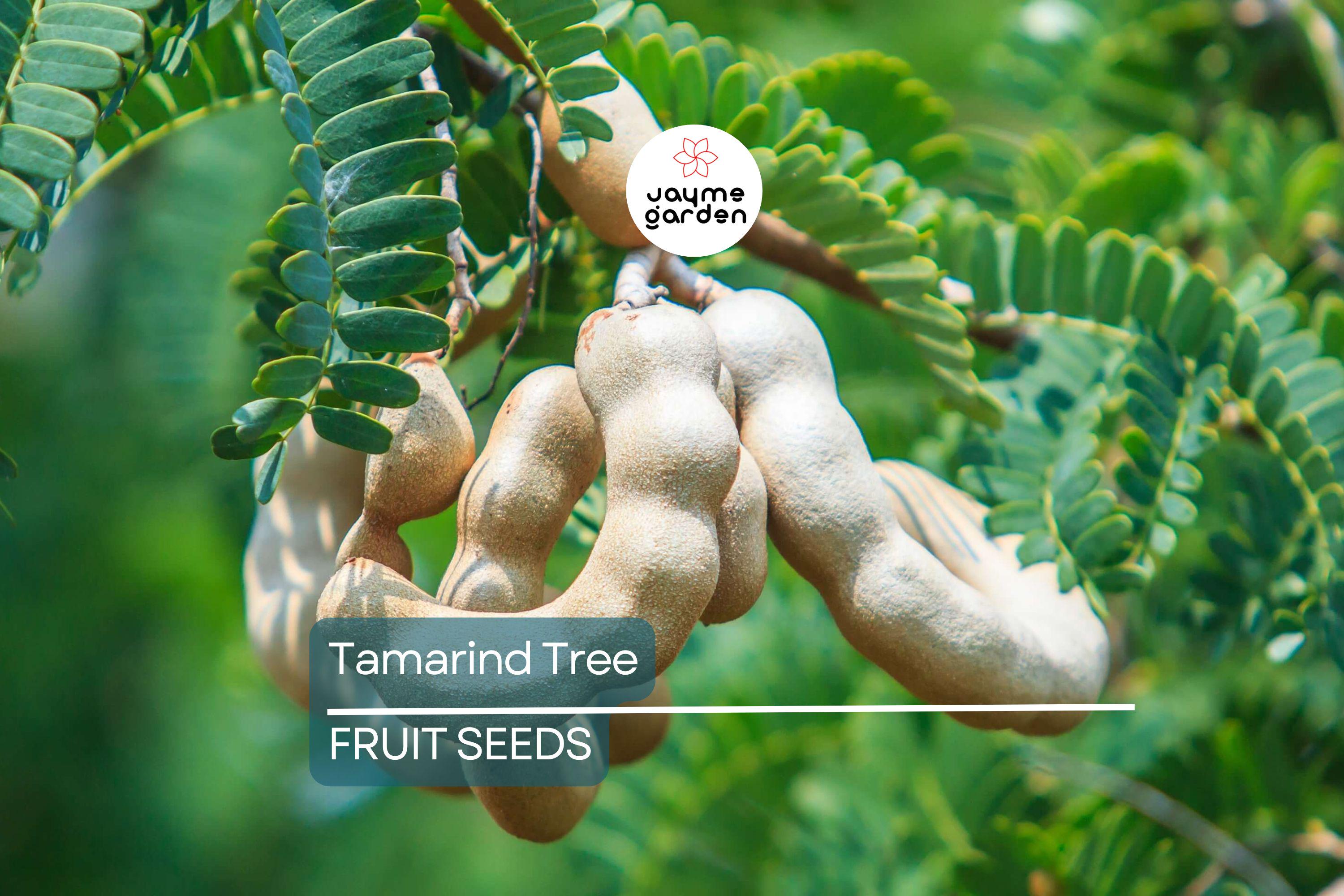 5 Tamarind Tree Seeds (Tamarindus indica) – Tropical Fruit Tree, Bonsai Potential, 80ft Mature Height