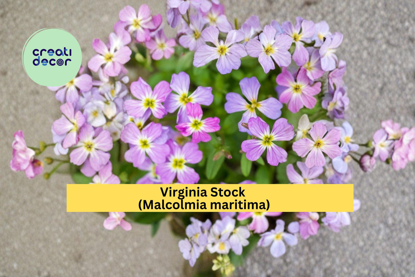 Virginia Stock Seeds Malcolmia maritima 100 Count Colorful Annual Garden Flower Seeds Spring Bloom Border Plant