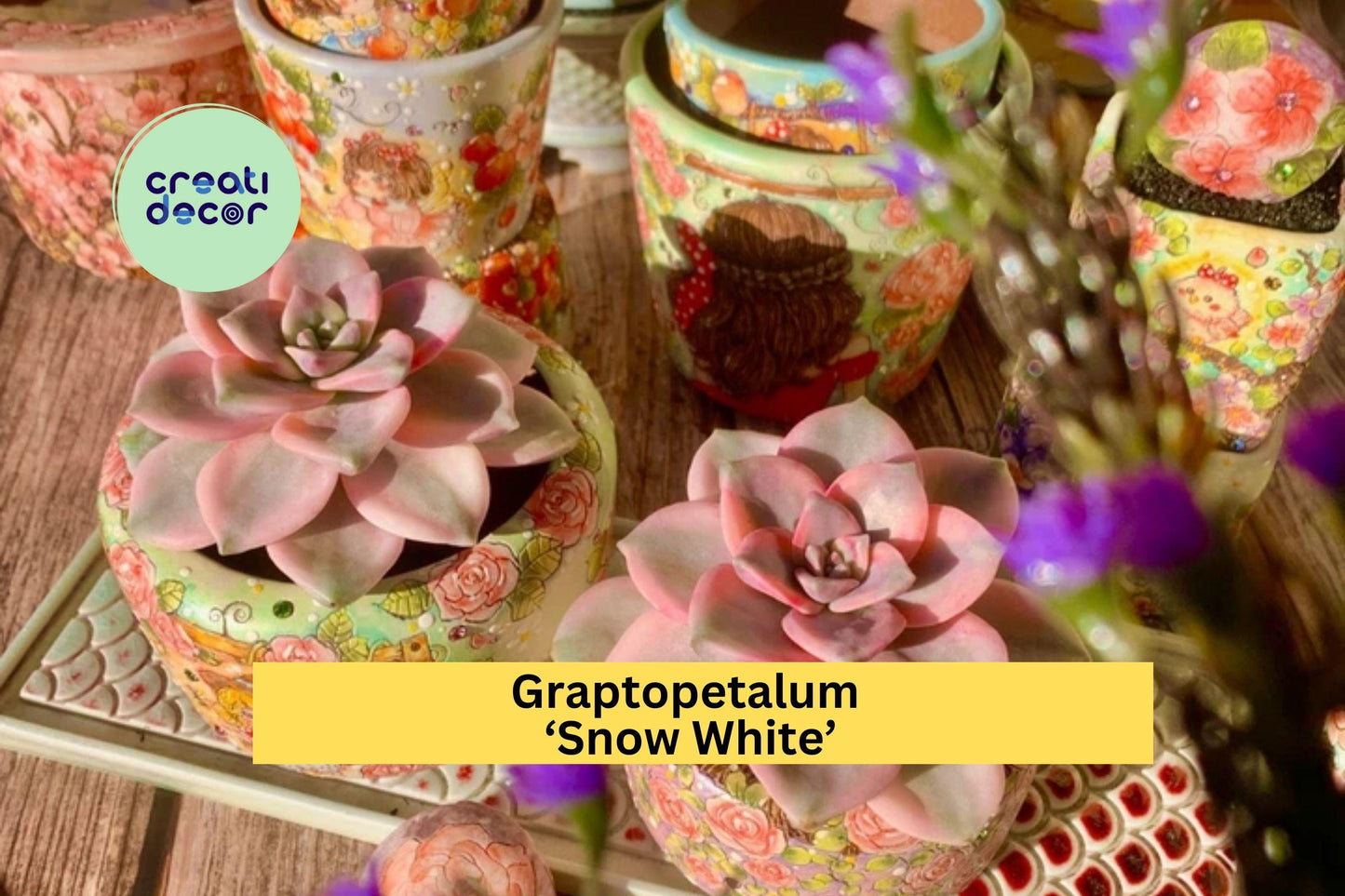 Graptopetalum ‘Snow White’ Variegated Succulent | Live Bare Root Plant | Easy Care Indoor or Outdoor Gift