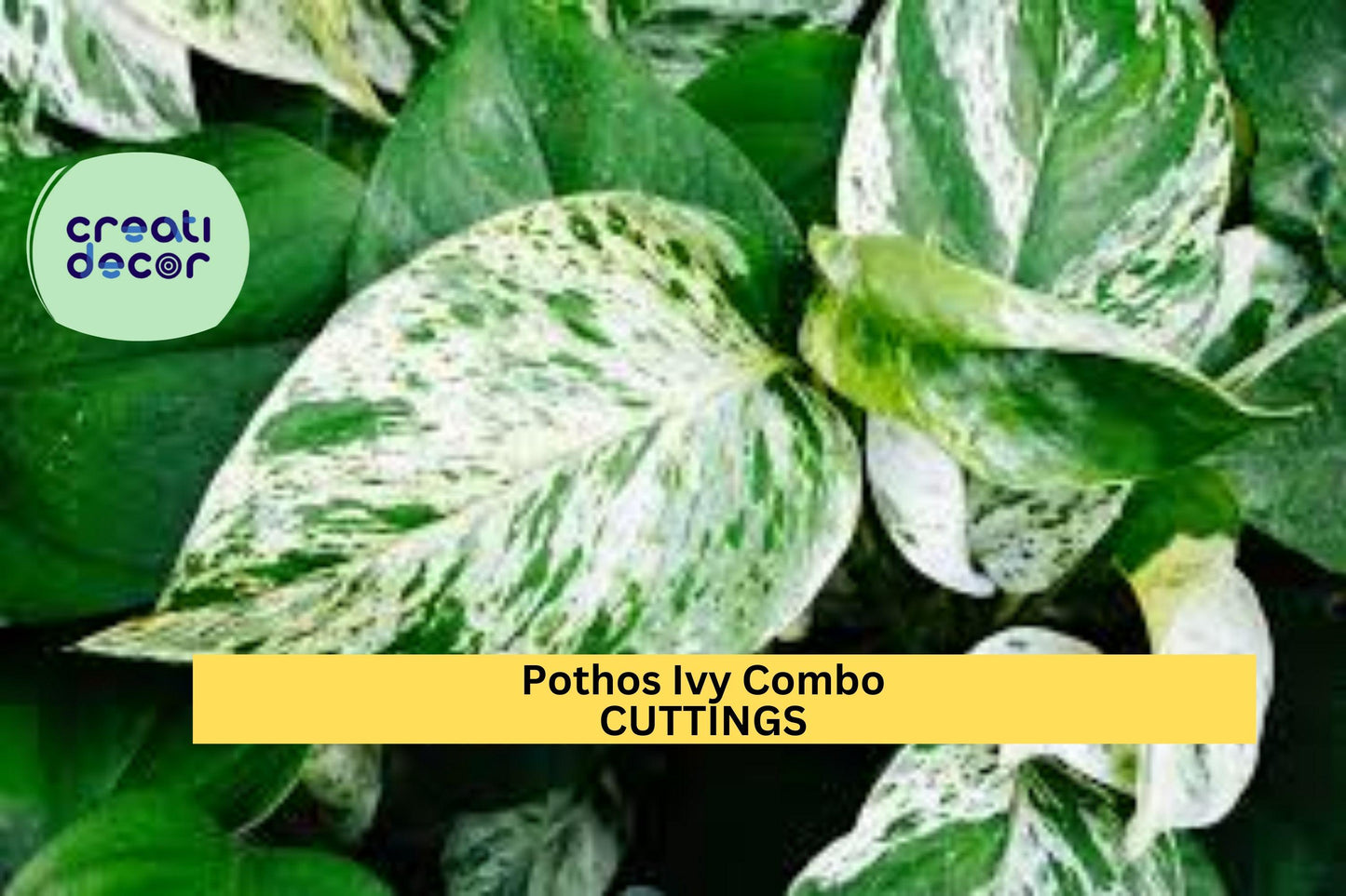 6 Pothos & Philodendron Cuttings | 2 Marble Queen, 2 Brasil, 2 N'Joy | Easy Indoor Vining Plants | Rooting Starter Pack