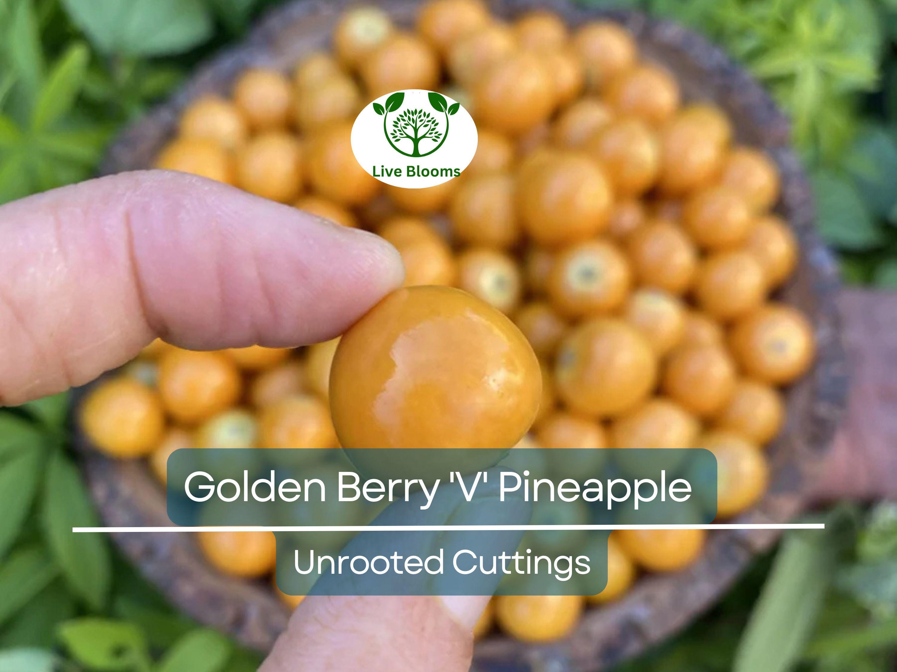 6 Golden Berry 'V' Pineapple Fresh Cuttings for Rooting, Physalis peruviana, Tropical Fruit Plant, Easy to Grow, Delicious Berries