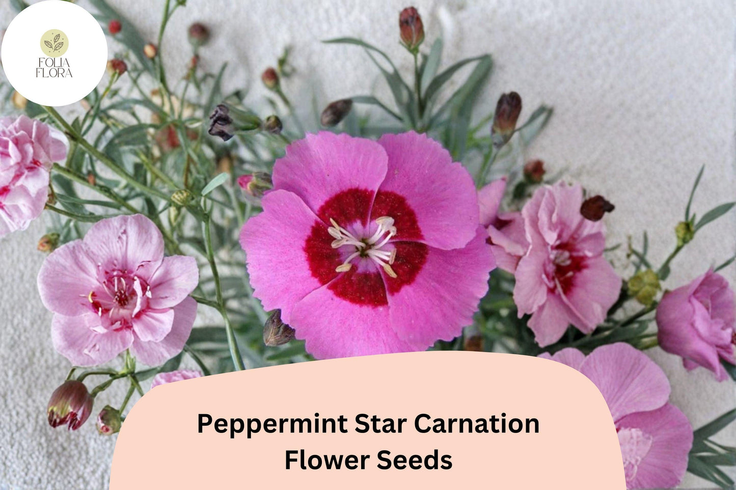 200+ Peppermint Star Carnation Seeds for Garden Planting | Dianthus caryophyllus | Pink & Red Star Blooms