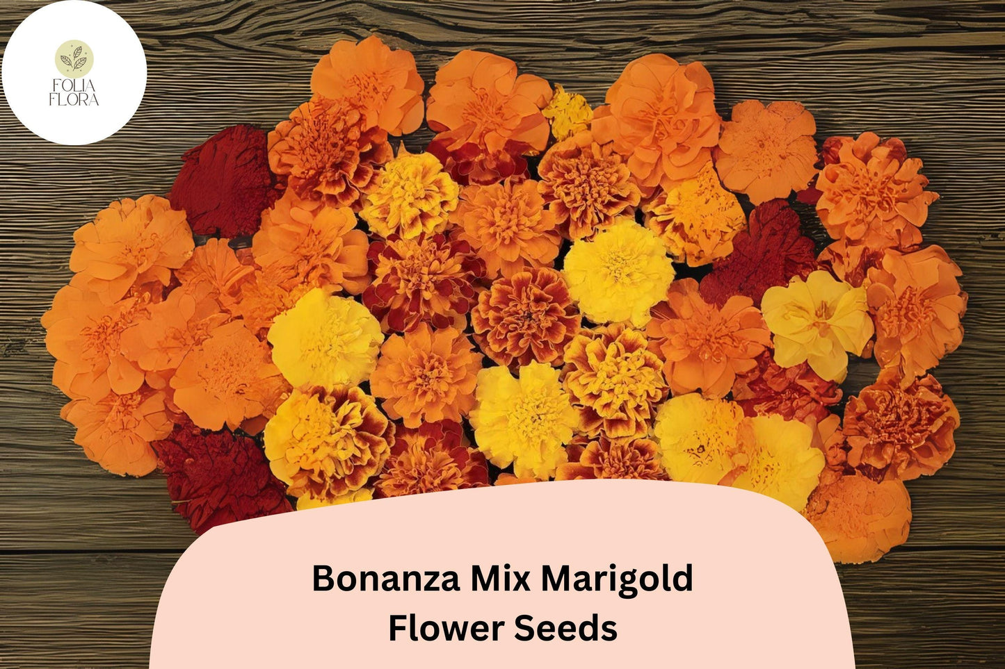 25+ Bonanza Mix Marigold Seeds | Tagetes patula | Dwarf French Marigold Blend | Orange, Yellow & Red Blooms for Garden and Pots