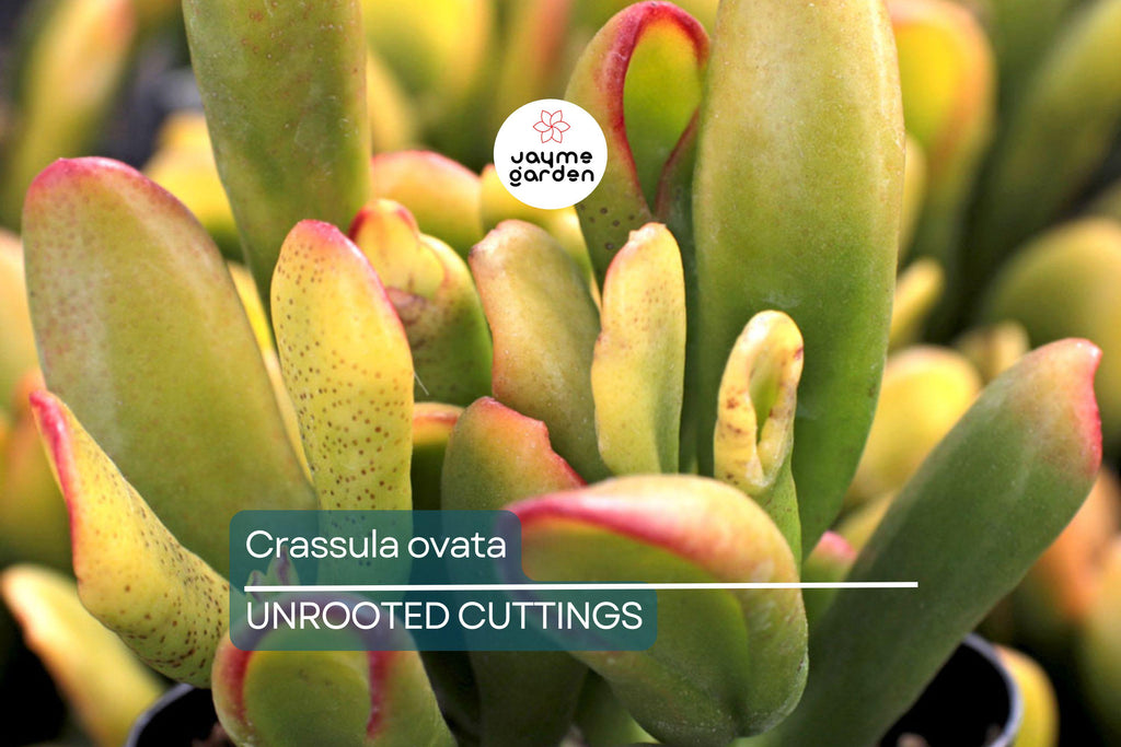 Crassula ovata Jade Plant Cuttings | 2 Unrooted Succulent Cuttings (3-5") | Easy Care Indoor Plant | Lucky Money Tree