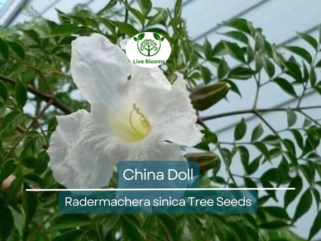 15 Radermachera sinica Seeds | China Doll Tree, Exotic Indoor Bonsai Plant, Non-GMO, Indoor Potted, Unique Decorative Houseplant