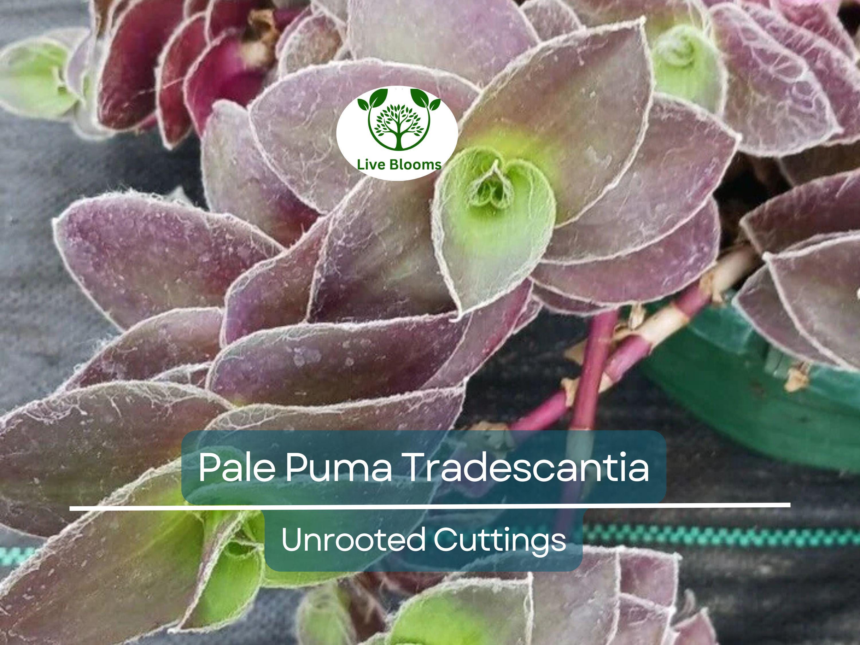 5 Tradescantia Wandering Jew 'Pale Puma' Unrooted Cuttings, Fuzzy Purple Plant, Tradescantia pallida, Indoor Plant, Rare Colorful Cuttings