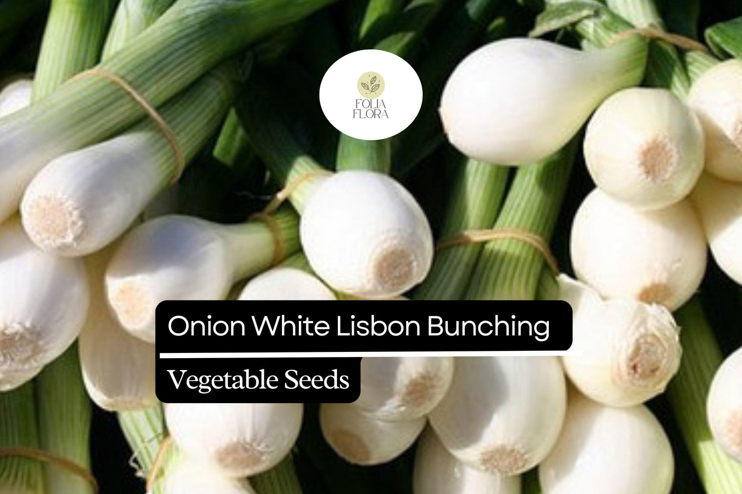 250mg Onion White Lisbon Bunching Seeds Allium cepa | Fresh Green Scallions, Heirloom Non-GMO, Fast-Growing Variety