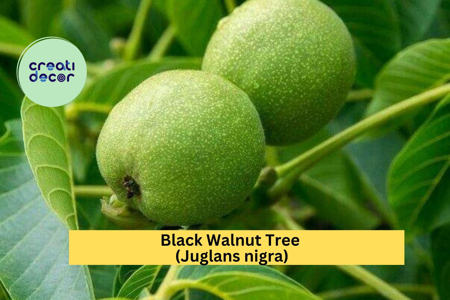 Black Walnut Trees – Juglans nigra – 3 Live Bareroot Seedlings, Hardy Native Shade and Nut Tree for Long-Lived Landscapes