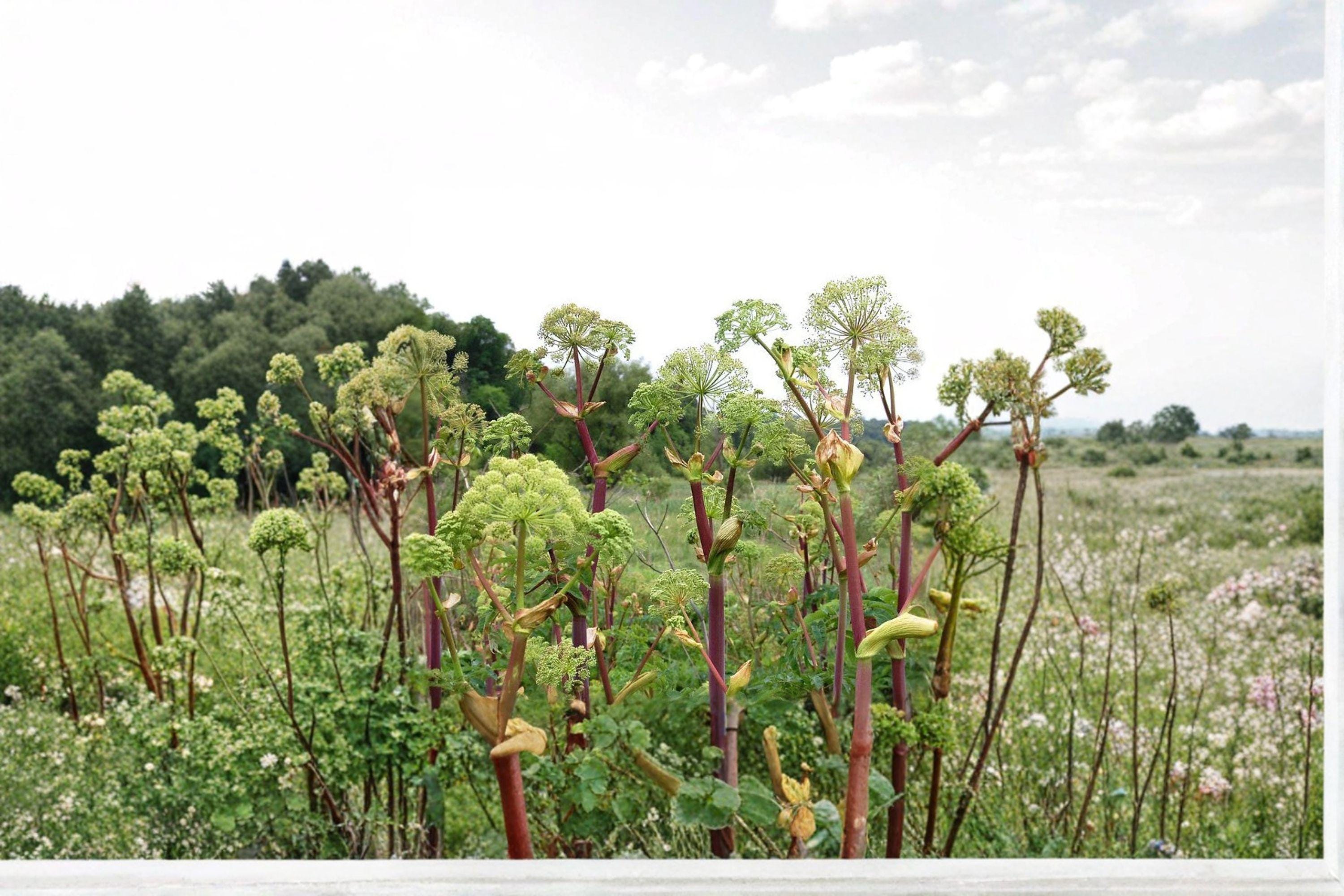 Angelica atropurpurea Seeds – Native Medicinal Herb, Tall Pollinator Plant (50 Seeds)