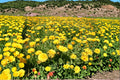 Calendula – Calendula officinalis 100 Seeds | Pacific Beauty Yellow Dark | Hardy Annual | Pollinator-Friendly Pot Marigold