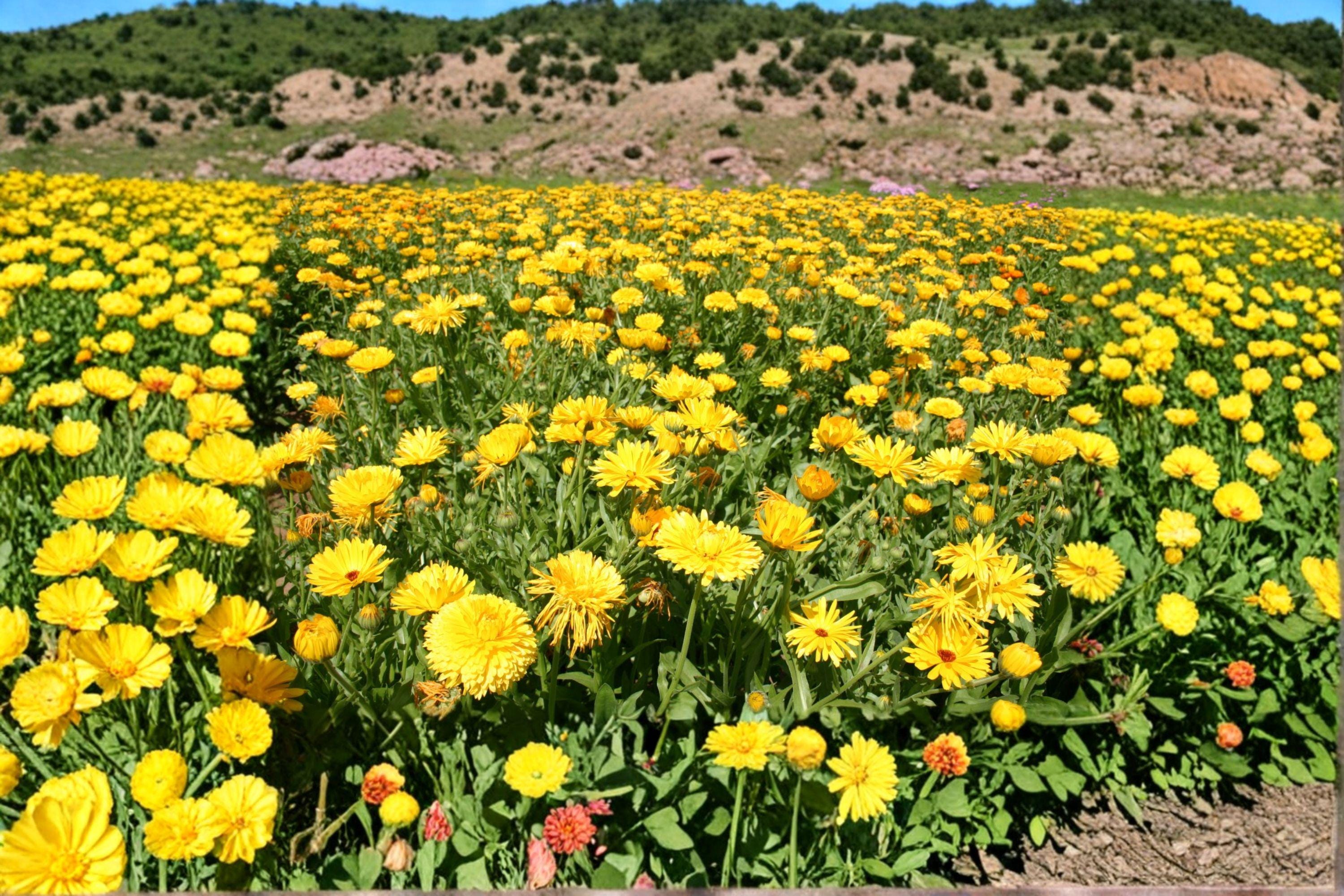 Calendula – Calendula officinalis 100 Seeds | Pacific Beauty Yellow Dark | Hardy Annual | Pollinator-Friendly Pot Marigold